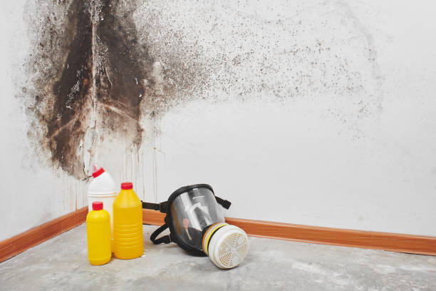 Best Crawl Space Mold Removal  in Ovid, MI