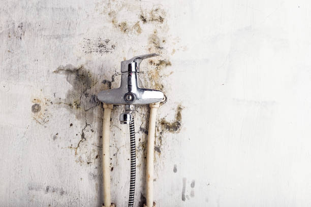 Best Mold Testing and Removal  in Ovid, MI