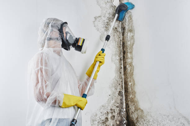 Crawl Space Mold Removal in Ovid, MI