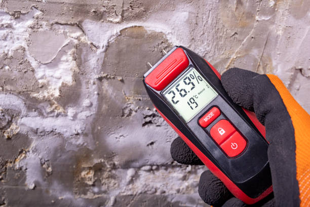 Best Mold Remediation  in Ovid, MI