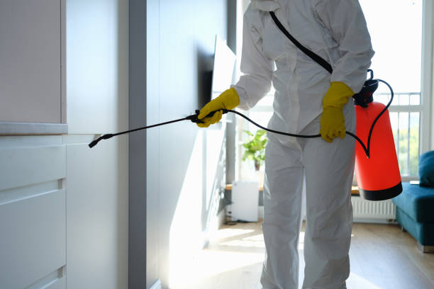 Best Home Mold Removal  in Ovid, MI