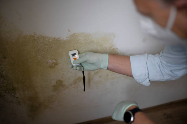 Best Local Mold Removal Service  in Ovid, MI