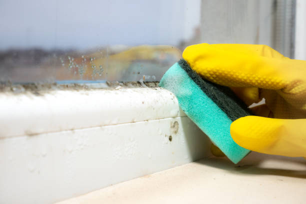 Water Damage Restoration in Ovid, MI