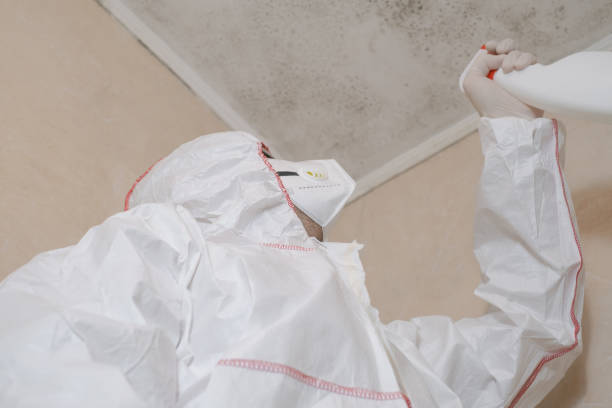 Best Mold Remediation Experts  in Ovid, MI