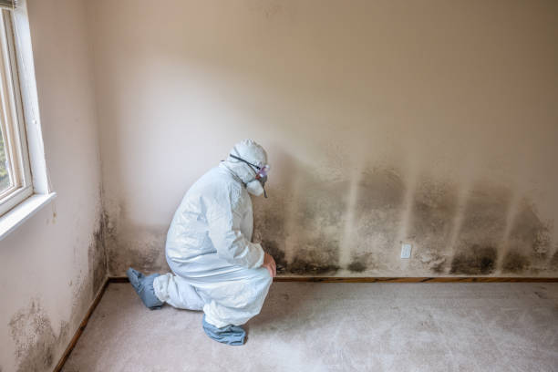 Mold Removal Process in Ovid, MI
