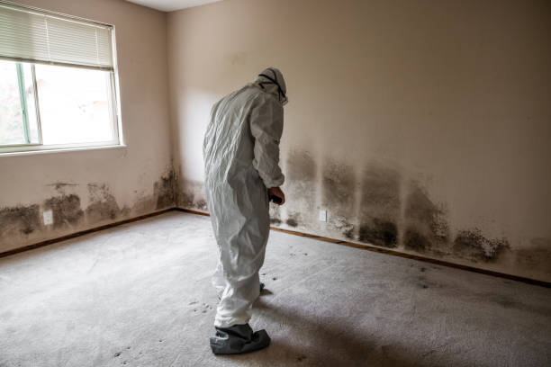 Ovid, MI Mold Removal Company