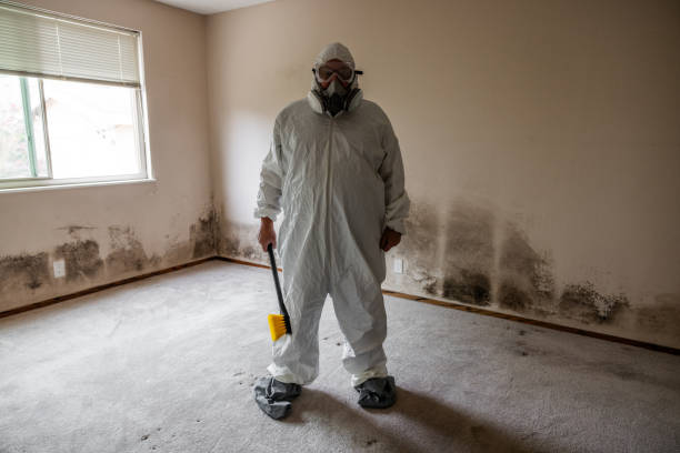 Best Mold Inspection  in Ovid, MI