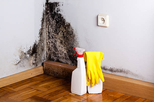 Home Mold Removal in Ovid, MI