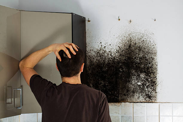 Best Commercial Mold Removal  in Ovid, MI