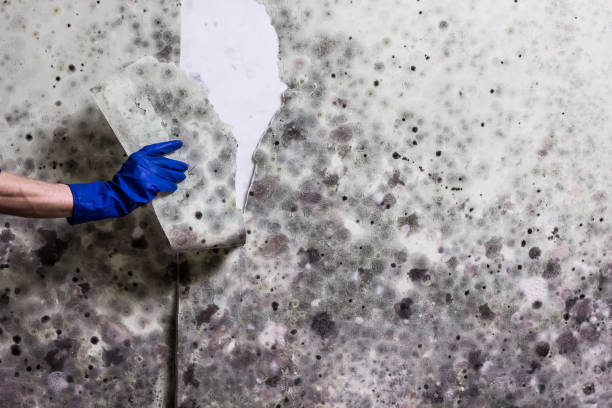  Ovid, MI Mold Removal Pros