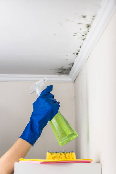  Ovid, MI Mold Removal Pros