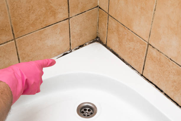 Best Mold Removal Process  in Ovid, MI